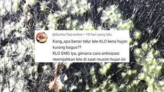 Telur lele GAGAL menetas akibat terkena air hujan❗Begini cara antisipasinya