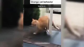 Crazy & funny cat videos on tiktok