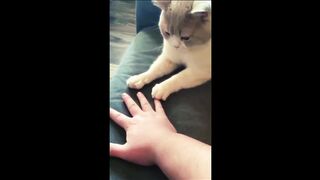 Funny Cats | Funny Animals