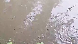 Fish in village pond