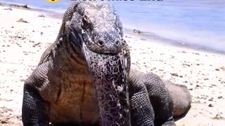 Komodo dragon eats electric eel and flips over | entertainment video