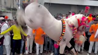 Horse ???? dance