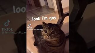 Funny cats TikTok compilation 31 #compilation #funny #cats #cat #short #pets #tiktok #shorts #tiktok.