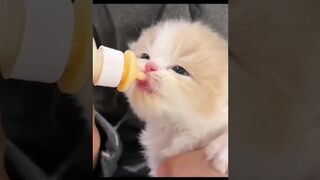 cat compilation #shorts #cat #kitten #catlover #cute #cutecat #viralvideo #cats #pets #funny #baby.