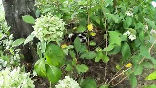 Cats hide in the bushes and lie down with their stomachs exposed.