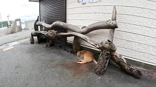 Cats cooling off under the bench are silently fighting for territory