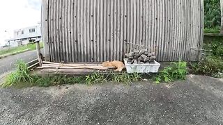 A long-haired cat sleeps on bamboo while a man massages it.