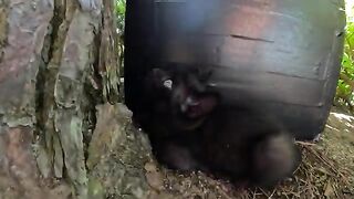 Cute kittens play happily under the supervision of their mother