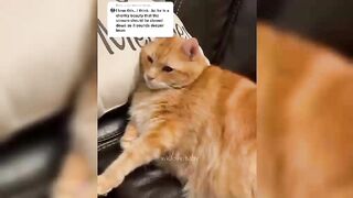 Crazy & funny cat videos on tiktok