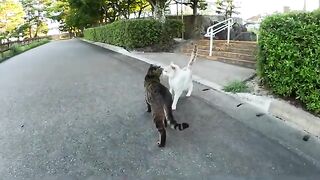 In the evening, many cats gather on the square and play happily.