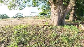 A fat calico cat sits and rests under a large tree.