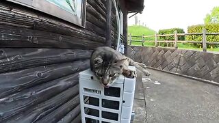 A cat with its tongue out rests on an outdoor block.