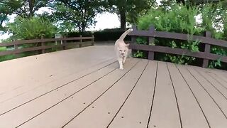 The cream cat hurries back to the bench, where her friend the orange cat is waiting.