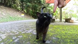 The black cat meows in a sweet voice and prevents me from returning home.