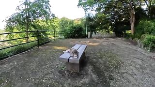 A hybrid of a tabby and calico cat talks to people in a sweet voice.