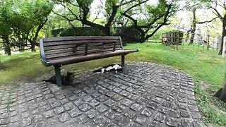 A cat in a tuxedo is dozing under a bench with its belly turned to the sky.