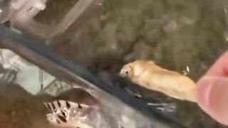 Funny animal video