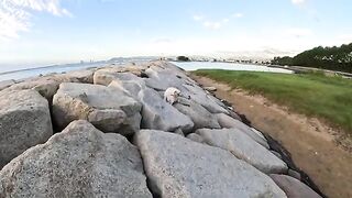 A beautiful Siamese cat sits on a rock by the sea and swims at sunset.