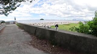 A family of cats competes on the embankment to see who can interact with people