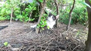 Cute brothers and sisters kittens come out of the bushes and play with people