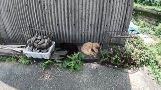 A long-haired cat wakes up from a dream and is touched by a person.