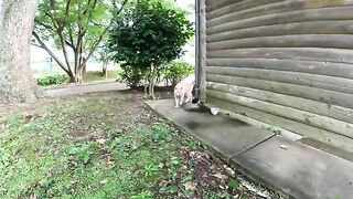 Two cats greet each other by rubbing their heads together.