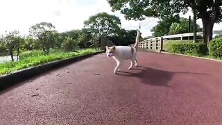 The cat goes out on the bench with the man to cool off.