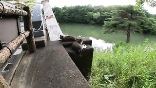 Two striped cats comfortably bathe at sunset on the bridge