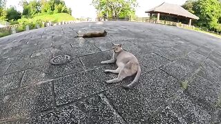 Cats with a unique coat color gather in the square and communicate with people.