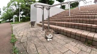 A cute cat patrolling with an older cat shows its belly to people