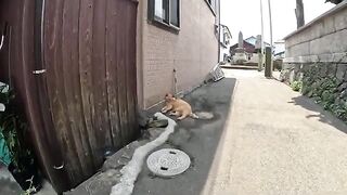 A fat orange cat rests in a cool alley