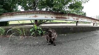 Three cats are happy to communicate with people in front of the school