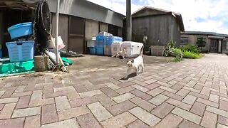 A cute Siamese cat lies at the feet of a man and is being massaged