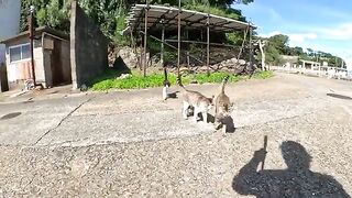 Friendly cats play with people, shaking their heads