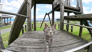 An innocent serial cat plays alone on the playground in the park.