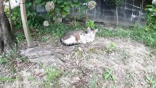 Cute cats gather and wait for volunteers to bring dinner