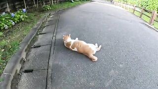 A fat cat lay down in front of a man and asked for a massage.