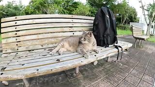 A fat gray cat lies down on a bench and shows people its belly.