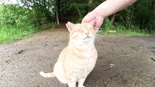 Two cats look at each other and tense up.