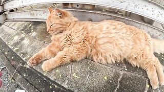 Cute cats attract people by showing their bellies