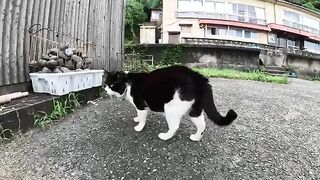 A man massages the boss cat's thick cheeks