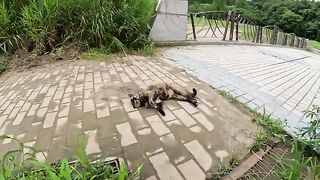 Tortoiseshell cat lies on the bridge showing people its belly