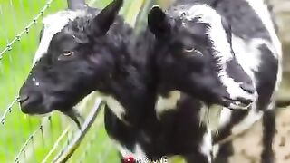 Most_Unique_Two_Headed_Animals_#shorts(480p).