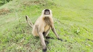 Cute Funny Monkey