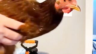 Chicken vs camera stabilizer