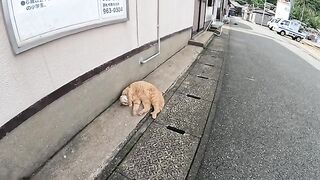 A fat cat continues to sleep even when people touch it