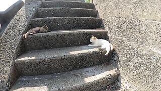 The ferocious cat returns to the abyss between the four-legged friends with his friends