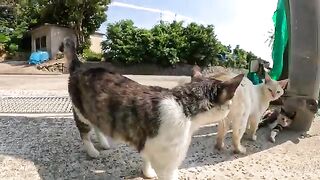 A cute cat acts as an arbiter between bickering older cats.