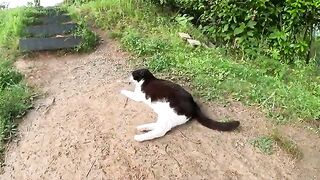 A cautious cat in a tuxedo communicates with people, being frightened