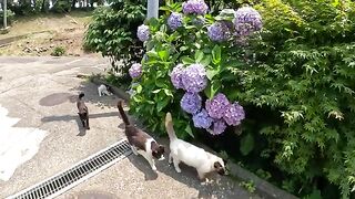 Cats gather in front of hydrangea flowers and communicate with people